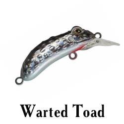 Warted Toad